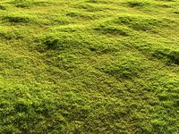 Garden grass