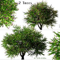 Set of Bauhinia purpurea or Orchid Tree - 2 Trees