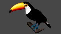 Toucan Ramphastos Toco