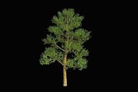 XfrogPlants Longstalk Holly - Ilex Penduculosa