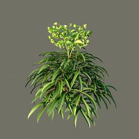 XfrogPlants Helleborus Foetidus