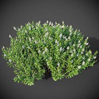 XfrogPlants Hebe Pinguifolia