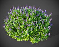 XfrogPlants Hebe Majorie