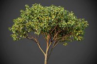 XfrogPlants Witch Hazel - Hamamelis Virginiana