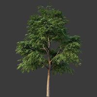 XfrogPlants Kentucky Coffeetree - Gymnoclades Dioicus