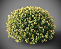 XfrogPlants Spanish Broom - Genista Hispanica