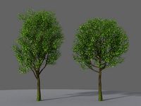 XfrogPlants Indian Laurel - Ficus Nitida