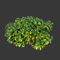 XfrogPlants Rubber Fig -Ficus Elastica