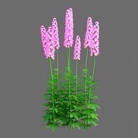 XfrogPlants Larkspur - Delphinium