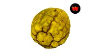 Citron Citrus medica - Extreme Definition Scanned