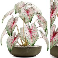 Plants collection 521
