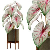 Plants collection 519