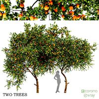 Tangerine fruit tree