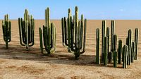 Organ Cactus - Pachycereus