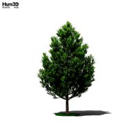 American Linden