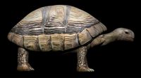 Tortoise Turtle