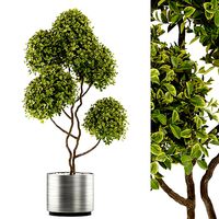 Plants collection 497