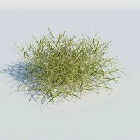 Gardeners Garter Grass