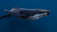 Humpback whale top quality realistic