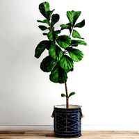 Scandi Ficus