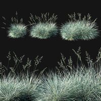 Festuca glauca grass 02