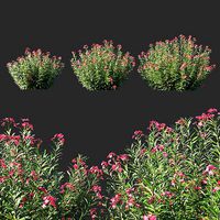 Nerium Oleander red