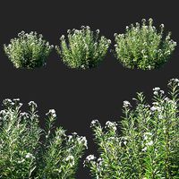 Nerium Oleander White