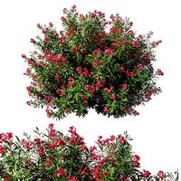 Nerium Oleander bush 3