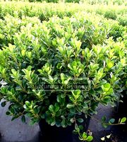 bush 02