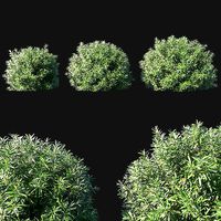 Nerium Oleander bush