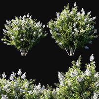 Myrtle bush white