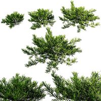 Juniperus horizontalis