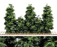 Slender Hinoki Cypress Tree Narrow Trees for Small Yards