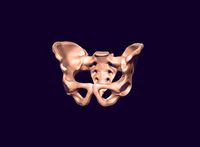 human pelvis  printable | 3D