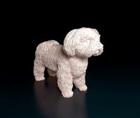 Shih Tzu dog | 3D