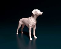 Rhodesian Ridgeback | 3D