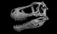 Tyrannosaurus Rex Skull 3D Print Model | 3D