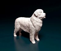 Newfoundland dog | 3D