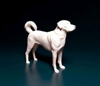 Kangal shepherd | 3D