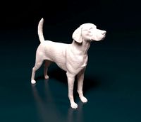 English Foxhound | 3D