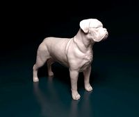 Dogue do Bordeaux | 3D