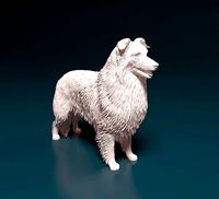 Collie | 3D