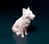 Border Collie | 3D