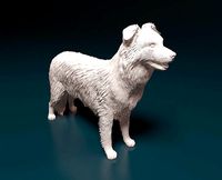Border Collie | 3D