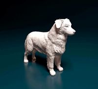 Australian shepherd | 3D