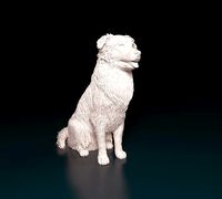 Australian shepherd dog | 3D