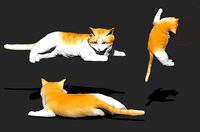 Cat base Base Gato | 3D