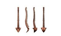 spine printable | 3D
