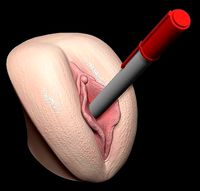 Pussy Pen Holder | 3D