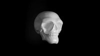 SKULL | 3D